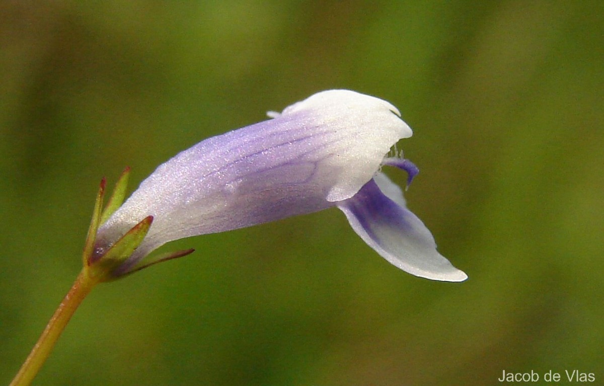 Lindernia hyssopioides (L.) Haines